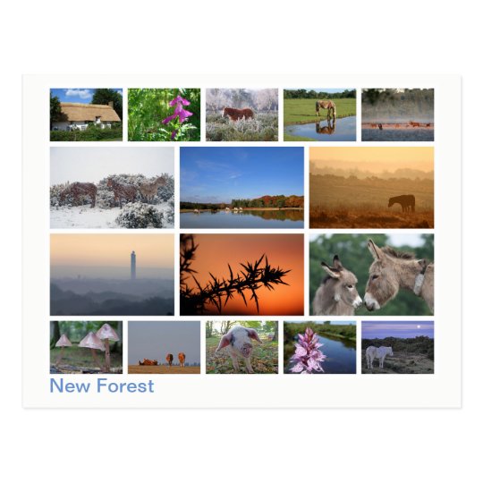 New Forest multi-image 2 Postcard