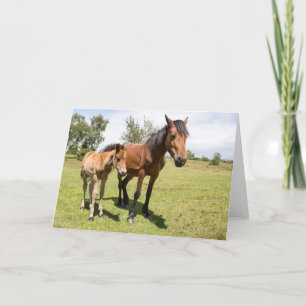 New Forest Ponies - Blank Greeting Card