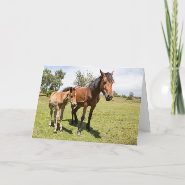 New Forest Ponies - Blank Greeting Card (Front)