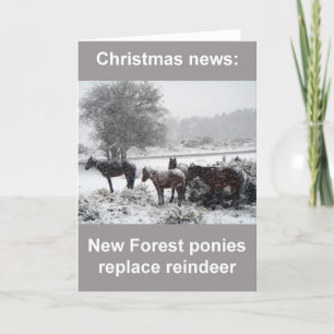 New Forest ponies Christmas card