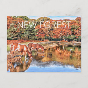 New Forest Ponies Postcard