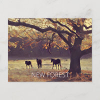 New Forest Ponies