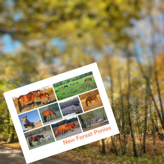New Forest Ponies Postcard