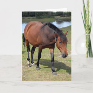 New Forest Pony Blank Card