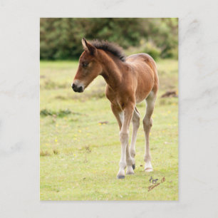 New Forest Pony Foal Postcard