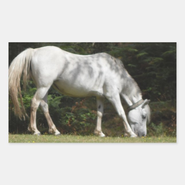 New Forest pony grazing Rectangular Sticker (Front)