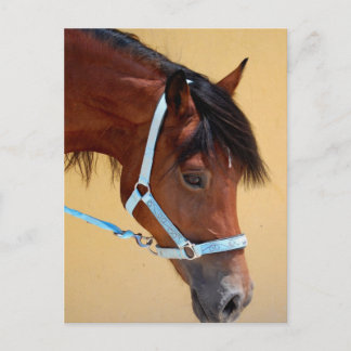 New Forest Pony Postcard