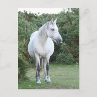 new forest pony postcard