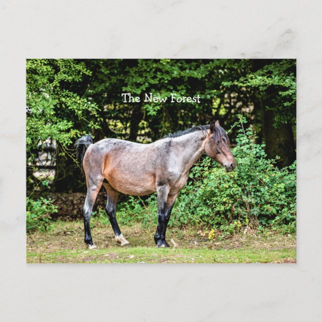 New Forest Pony Postcard (Front)