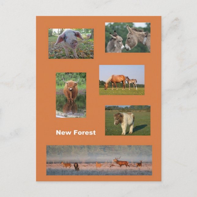 New Forest Postcard (Front)