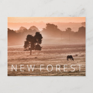 New Forest Postcard