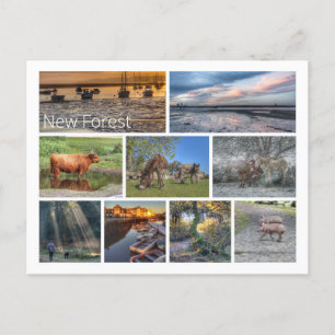 New Forest Postcard