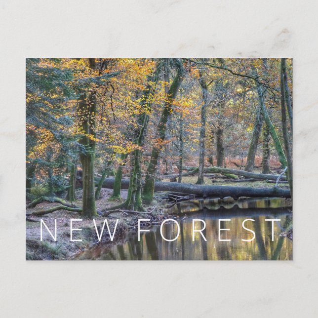 New Forest Postcard (Front)