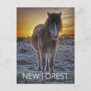 New Forest Postcard