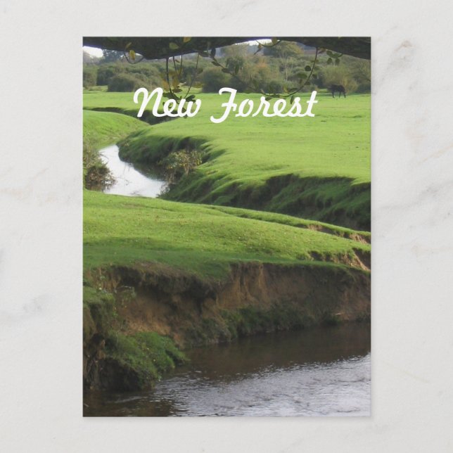 New Forest Postcard (Front)