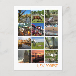 New Forest Postcard