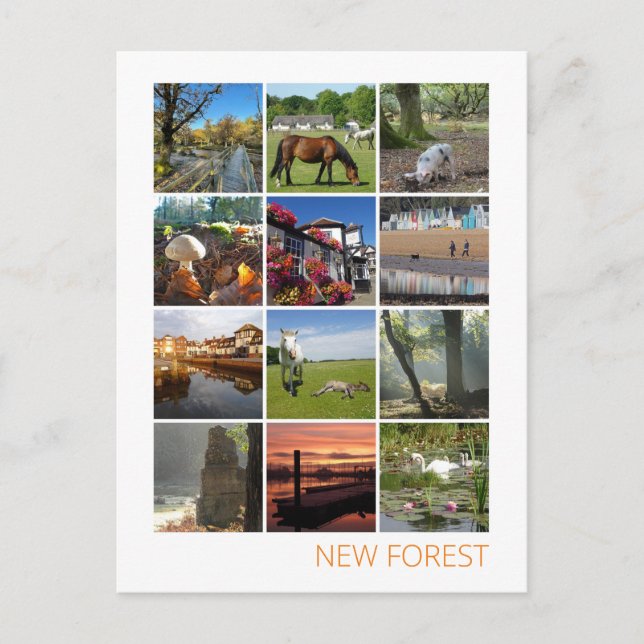 New Forest Postcard (Front)