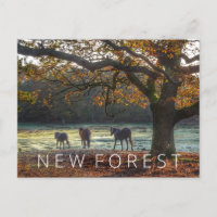 New Forest