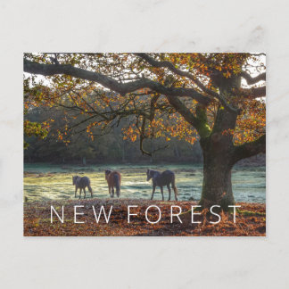 New Forest Postcard