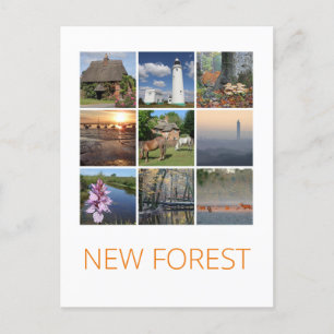 New Forest Postcard