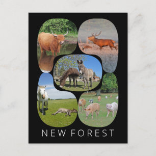 New Forest Postcard