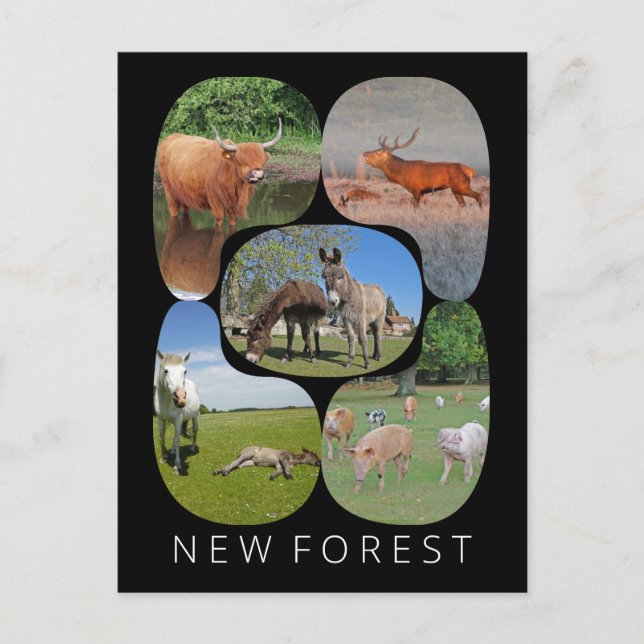 New Forest Postcard (Front)