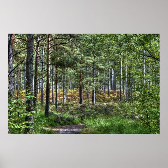 New Forest Woodland Trees Nature Scene, England Poster (Front)