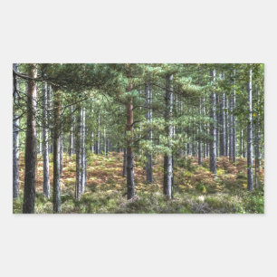 New Forest Woodland Trees Nature Scene Rectangular Sticker