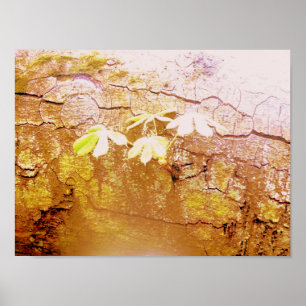 New Growth On Fallen Tree Trunk Poster
