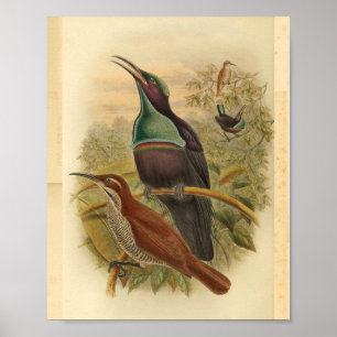 New Guinea Blue Rifle Bird Vintage Print