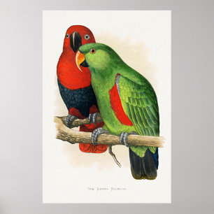 New Guinea Eclectus, parrots, Poster