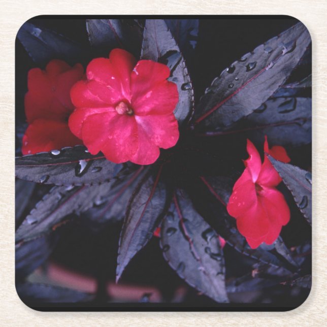 New Guinea Impatiens Paper Coaster (Front)