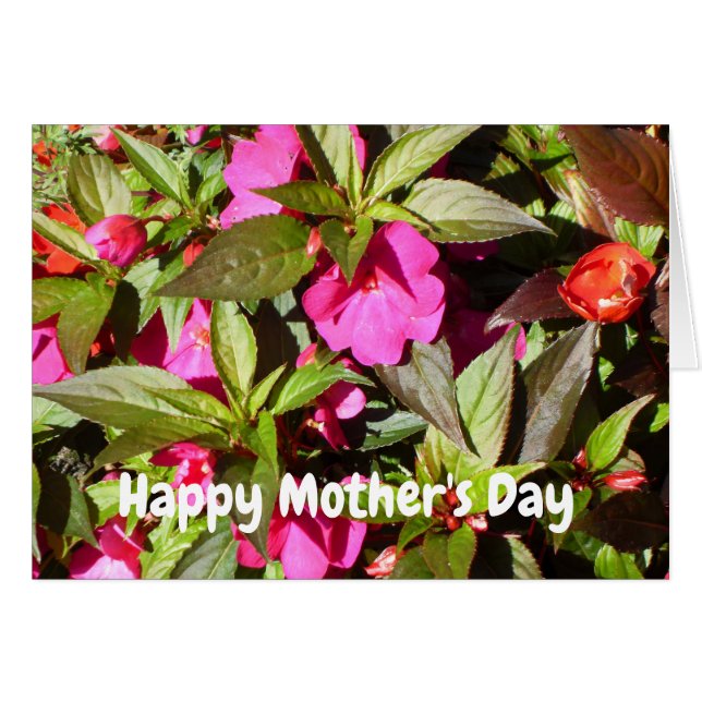 New Guinea Pink Busy Lizzie Mother's Day (Front Horizontal)