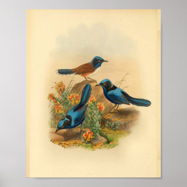 New Guinea Todopsis Wren Blue Bird Vintage Print (Front)