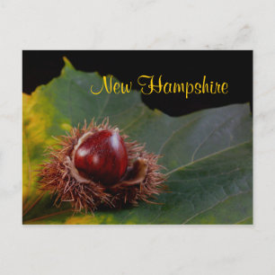 New Hampshire, Autumn Leaf With Nut Postcard