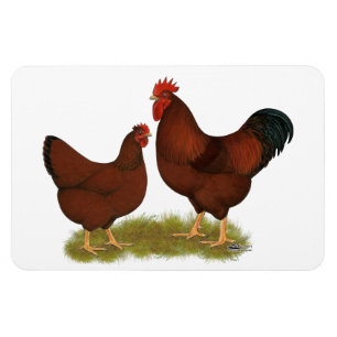 New Hampshire Reds Magnet