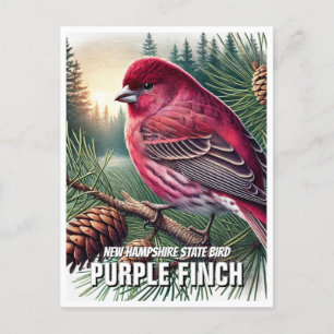 New Hampshire State Bird Purple Finch Postcard