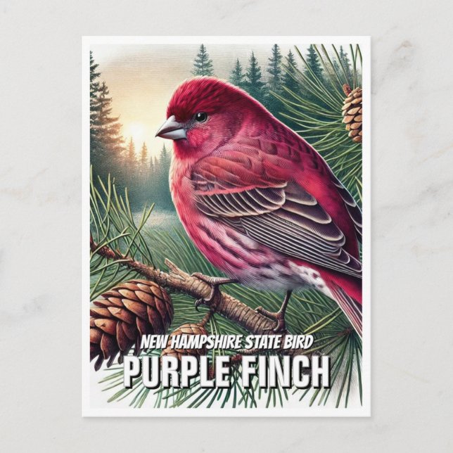 New Hampshire State Bird Purple Finch Postcard (Front)