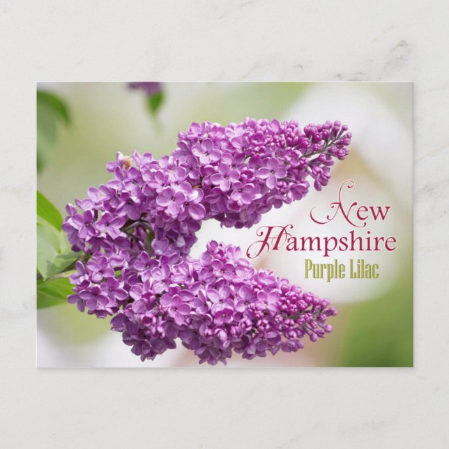 New Hampshire State Flower: Purple Lilac Postcard (Front)