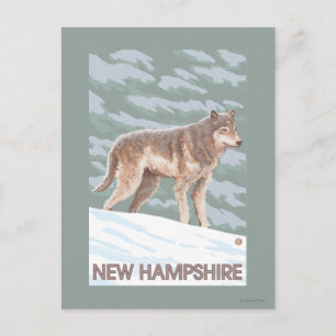 New HampshireWolf Scene Postcard