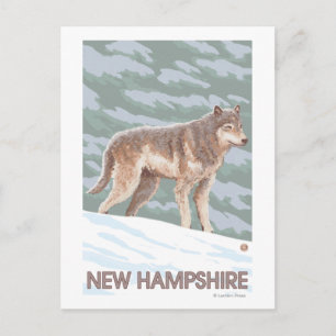 New HampshireWolf Scene Postcard