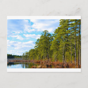 New JErsey Pine Barrens in Winter Postcard