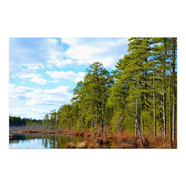 New Jersey Pinelands Photo Print (Front)