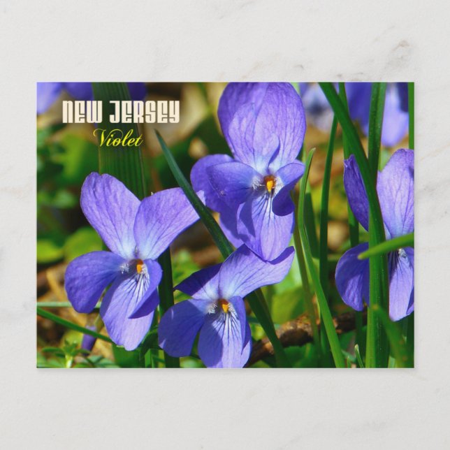New Jersey State Flower: Violet Postcard (Front)