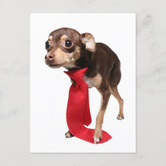 New job, first day chihuahua postcard