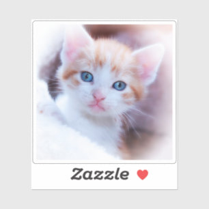 New Kitten Square Shape Photo