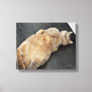 New Kitty, cat on her back, Tabby Canvas Print