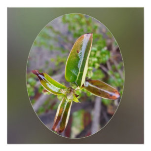 new leaves in spring poster