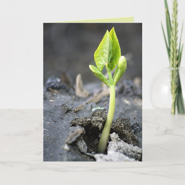 "new life" greeting card (Front)