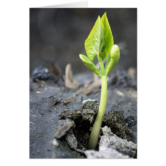 "new life" greeting card